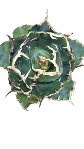 アガベ 白鯨」の人気商品一覧 | 安い商品を通販サイトから探す - 価格.com